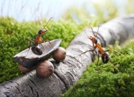 A hangyák csodálatos élete – Hangya mesék