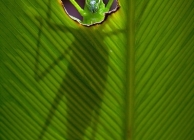 Steven Passlow - Az éhes szöcske (Forrás: 500px.com)