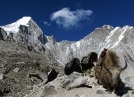 Mészáros Viktor - Jakkaraván az Everest Base Campben