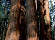 Giant Sequoia in the Sequoia and Kings Canyon National Park, California