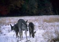 Mule Deer (Odocoileus hemionus)