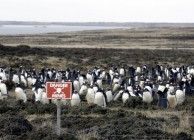 Archív fotók a 74 napos Falklandi háborúról