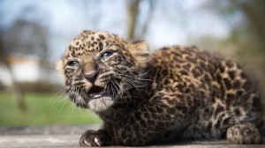 Afrikai leopárd született a Nyíregyházi Állatparkban