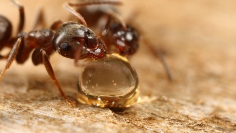 A hangyák okosabbak, mint egy ötödikes