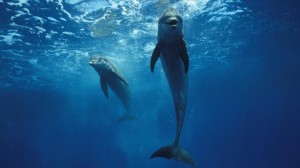 A delfinek csapatban csajoznak
