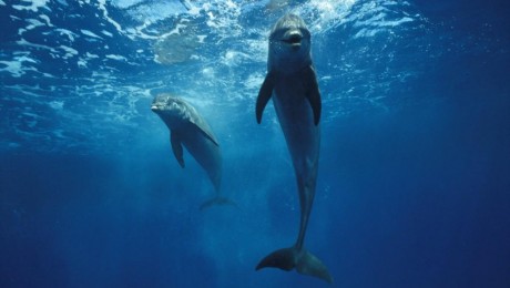 A delfinek csapatban csajoznak