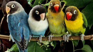A madarak jóval több színt látnak, mint mi