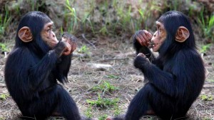 A csimpánzok tudják, mi a jó nekik