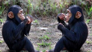A csimpánzok tudják, mi a jó nekik