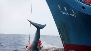 Japán a bálnavadászat támogatására használja a földrengés után kapott támogatásokat