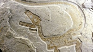 Bajorországban találták meg Európa legépebb dinoszaurusz-csontvázát