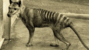 Mégsem halt ki a tasmán tigris?