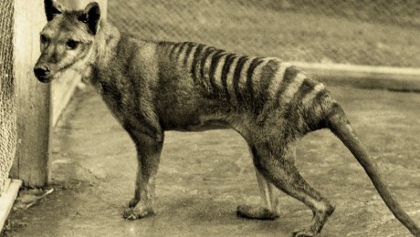 Mégsem halt ki a tasmán tigris?
