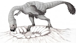 Fosszilizálódott dinoszauruszanyát tártak fel Mongóliában