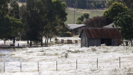 Mégsem pókháló lepte el az ausztrál várost