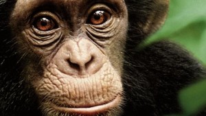 Film az árva csimpánzkölyökről