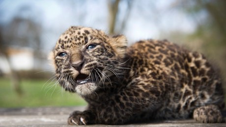 Afrikai leopárd született a Nyíregyházi Állatparkban