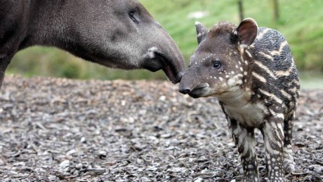 Dél-amerikai tapír született a debreceni állatkertben