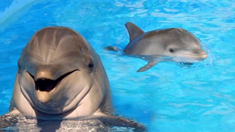 Mentsük meg a delfineket!