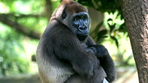 A világ egyik legritkább gorilláját sikerült filmre venni Kamerunban