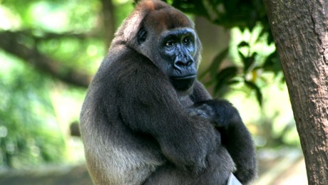 A világ egyik legritkább gorilláját sikerült filmre venni Kamerunban