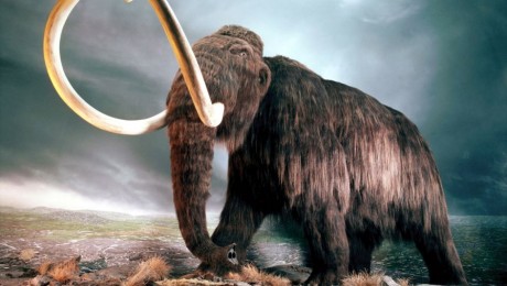 Magyar tudósok azonosították a szibériai mamutban talált leletet