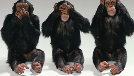 Kulturális különbségek vannak a csimpánztársadalomban is