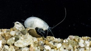Új állatfajok egy víz alatti barlangban