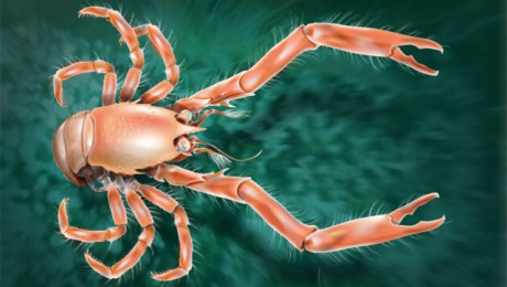 A rákfélék új faját fedezték fel Spanyolország partjainál