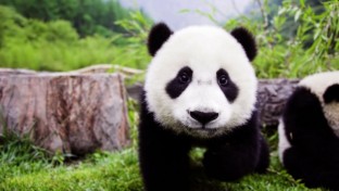 Visszavárják Szecsuánba a kölcsönadott pandákat