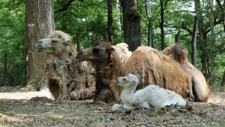 Tevecsikók születtek a miskolci állatkertben
