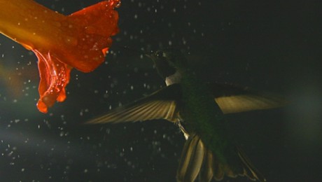 Esőben is tudnak repülni a kolibrik