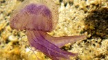 Medúza-előrejelzés a francia partokon