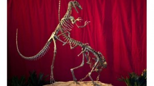 Dinoszauruszvadász dinoszaurusz Argentínában