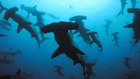 79 potenciálisan új cápa- és rájafajt találtak