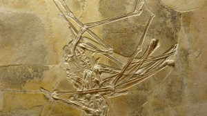 Halevő repülő dinoszaurusz maradványait tárták fel Németországban