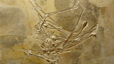 Halevő repülő dinoszaurusz maradványait tárták fel Németországban