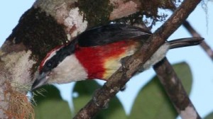 Új madárfajt fedeztek fel Peruban
