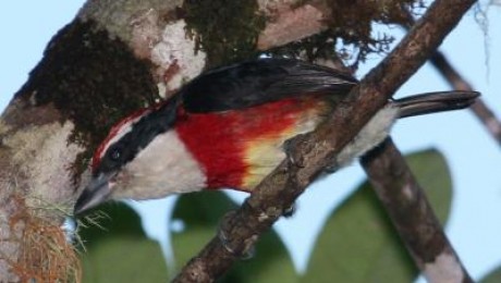 Új madárfajt fedeztek fel Peruban