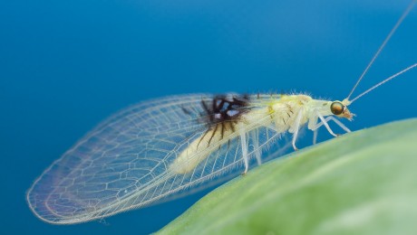 Fotómegosztó portálon fedeztek fel egy új rovarfajt