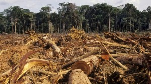 Csökkent az erdőirtás az Amazonas medencéjében