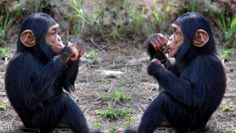 Csimpánzokat fertőz a veszélyes emberi baktérium