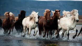 Dokumentumfilm készül az izlandi lovak éves körútjáról