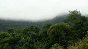 Taman Negara, a legősibb dzsungel