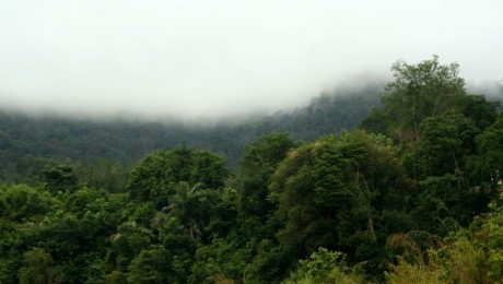 Taman Negara, a legősibb dzsungel