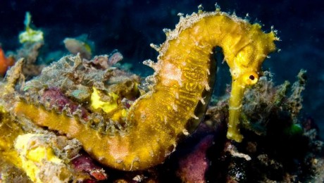 Védelmet kap Dorset megye egyedülálló tengeri élővilága