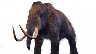 Kisfiú talált rá az évszázad mamutleletére
