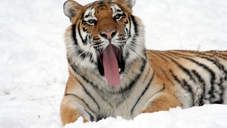 Veszélyben az amuri tigrisek és a leopárdok távol-keleti élőhelye