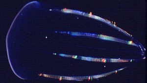Színváltós medúza