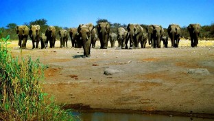 Petíció: Egymillió aláírást az elefántokért!